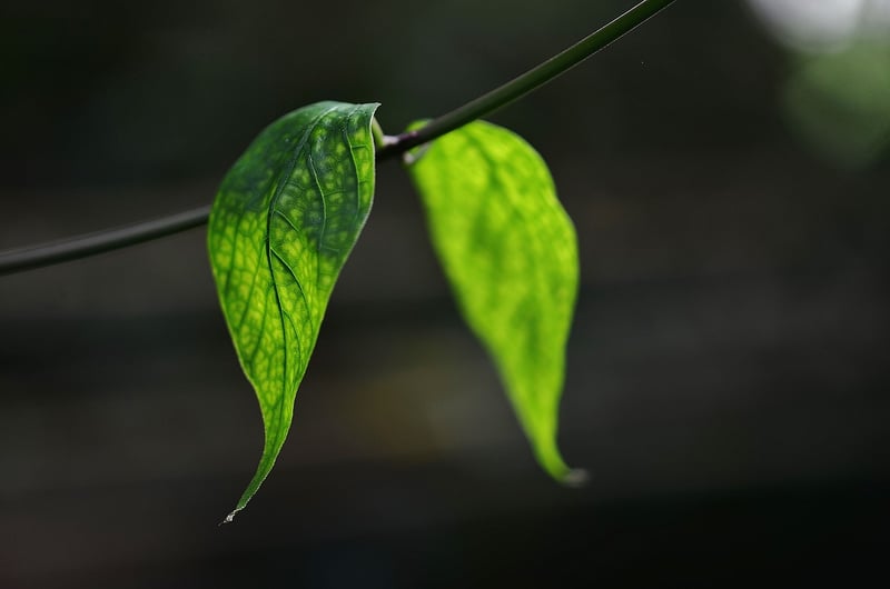 Enchanted Garden Plants