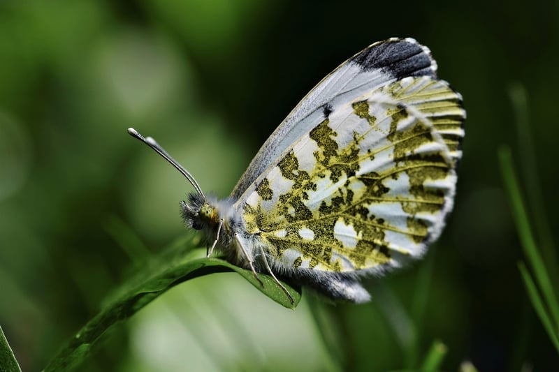 Fantasy Garden Tips
