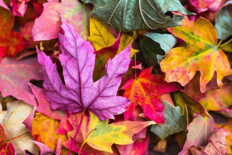 Autumn Leaves
