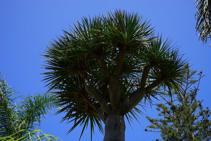 Dragon Tree