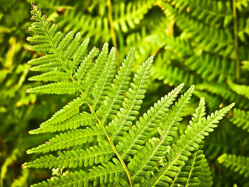 Dragon's Breath Fern