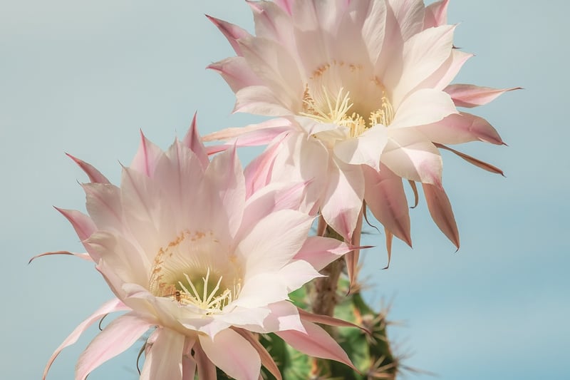 Orchid Cactus