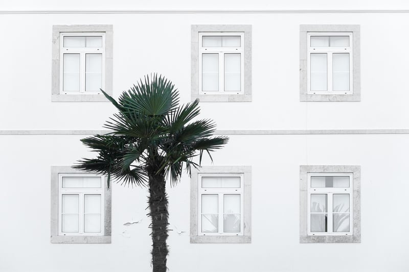 Phoenix Palm