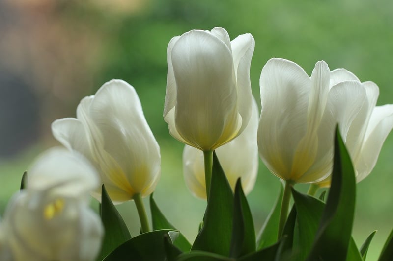 Spring Flowers