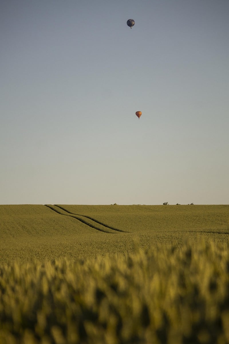 Summer Field